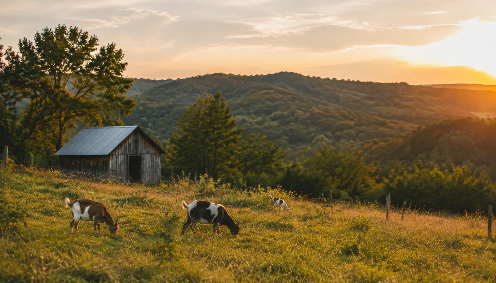 Goats grazing near a barn in the Ozark hills at sunset